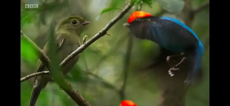 Blue manakin (Chiroxiphia caudata) as shown in Seven Worlds, One Planet - South America